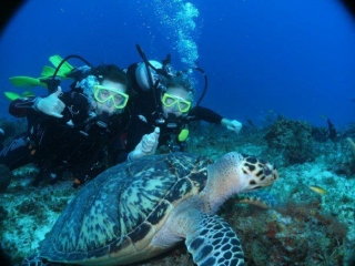  与海龟一起潜水 